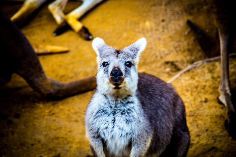 Kiss Goodbye?  Macropus fuliginosus,Macropus rufogriseus,Red-necked wallaby,Western grey kangaroo