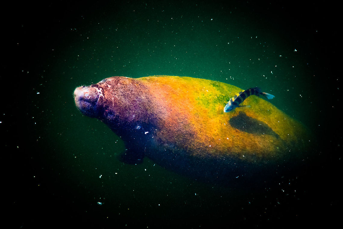 My Buddy & Me!  Trichechus manatus,West Indian manatee