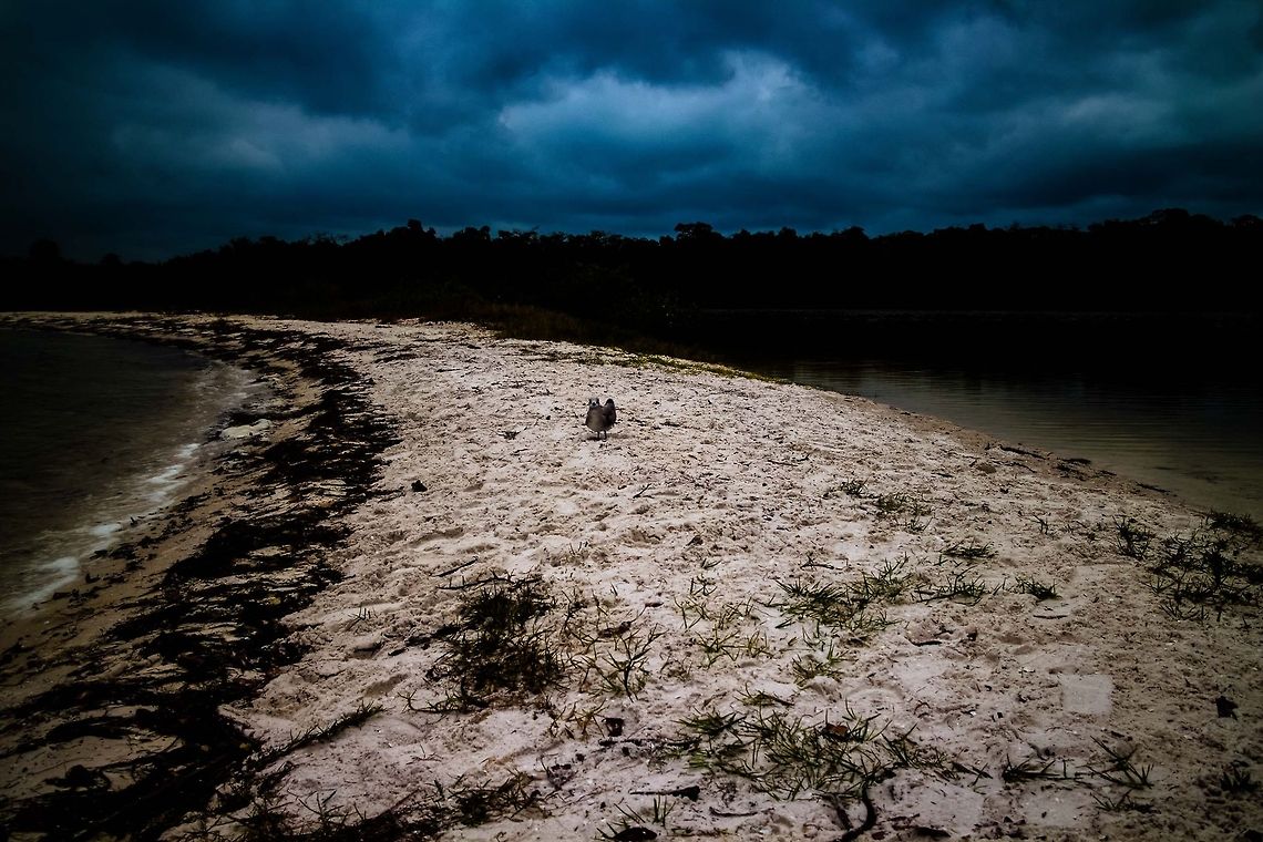 Stop Right There, Missy  Charadrius melodus,Piping Plover