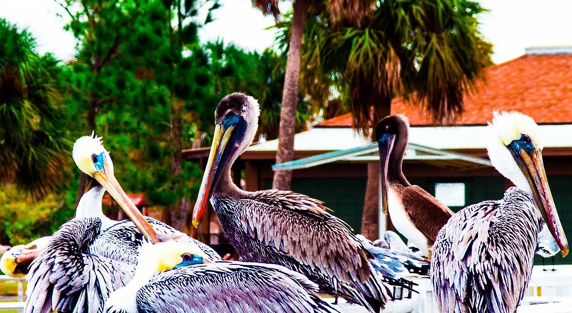 Can't Make Heads Or Tails Out Of This  American White Pelican,Brown Pelican,Pelecanus erythrorhynchos,Pelecanus occidentalis
