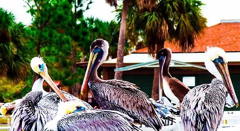 Can't Make Heads Or Tails Out Of This  American White Pelican,Brown Pelican,Pelecanus erythrorhynchos,Pelecanus occidentalis