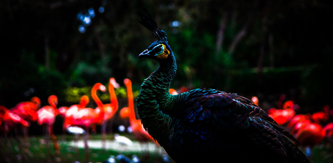 Fitting In Is Overrated  Green Peafowl,Pavo muticus