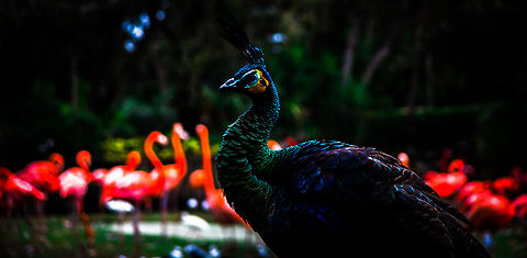 Fitting In Is Overrated  Green Peafowl,Pavo muticus