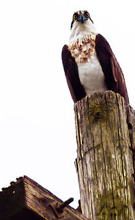 What You Lookin' At, Swan?!  Osprey,Pandion haliaetus