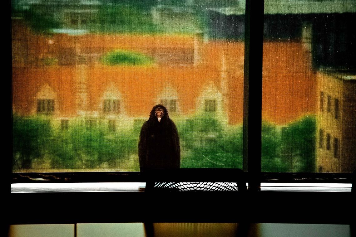 Corporate Vulture  Cathartes aura,Turkey Vulture