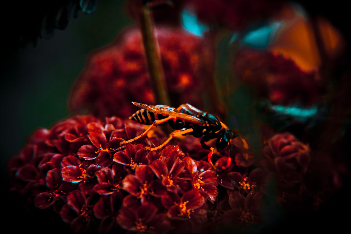 The Late Shift Polistes sp.