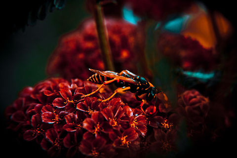 The Late Shift Polistes sp.