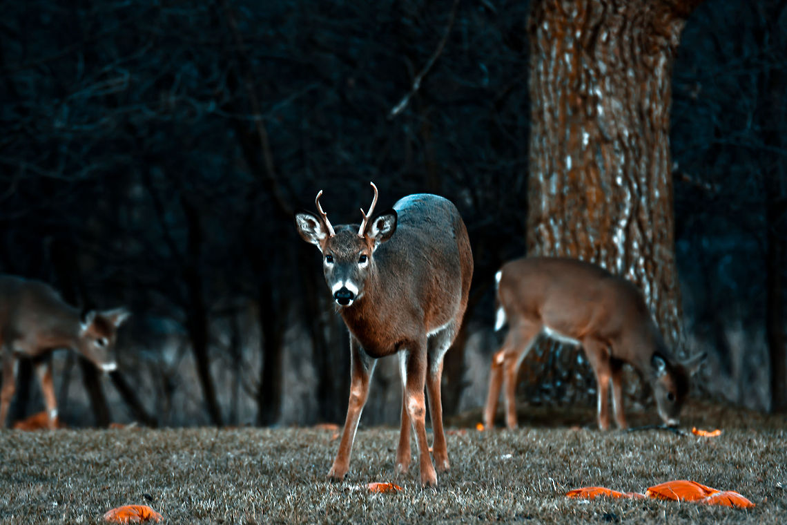 Sir, You're Eating Halloween  Odocoileus virginianus,White-tailed Deer