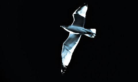Seedy Underbelly  American Herring Gull,Arctic tern,Caspian tern,Hydroprogne caspia,Larus smithsonianus,Sterna paradisaea