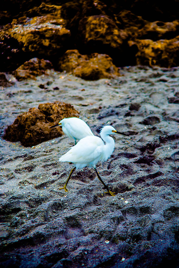 Birdcrossing  Egretta thula,Snowy Egret