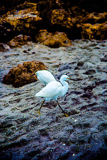 Birdcrossing  Egretta thula,Snowy Egret