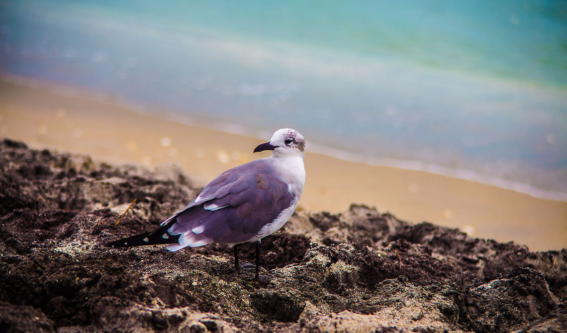 In A Minute  Laughing gull,Leucophaeus atricilla