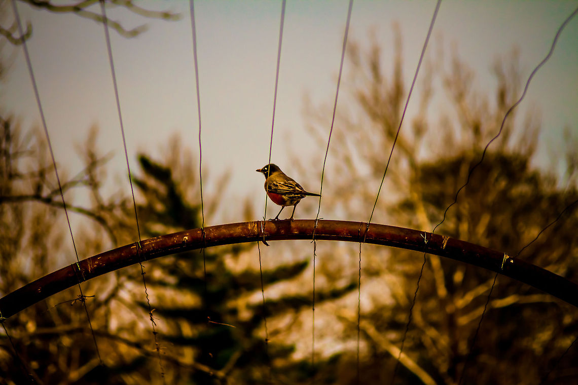 You See My Wind Up Key?  American Robin,Turdus migratorius