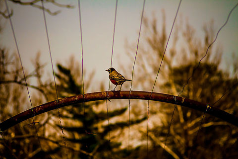 You See My Wind Up Key?  American Robin,Turdus migratorius