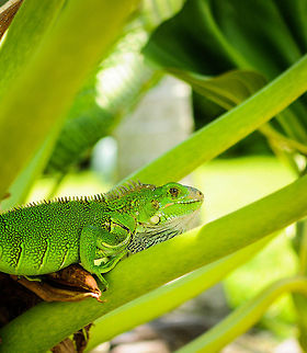 Puerto Rico  Geotagged,Green iguana,Iguana iguana,Puerto Rico