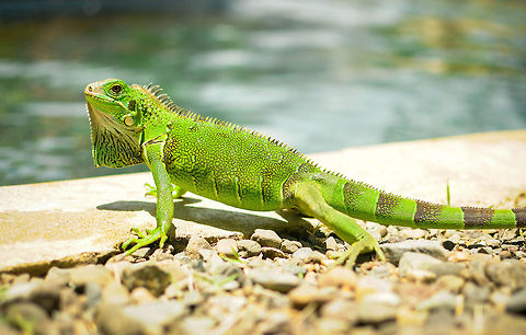 Puerto Rico  Geotagged,Green iguana,Iguana iguana,Puerto Rico