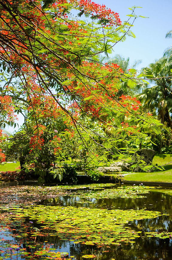 Puerto Rico  Delonix regia,Flamboyant Tree,Geotagged,Puerto Rico