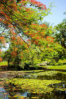 Puerto Rico  Delonix regia,Flamboyant Tree,Geotagged,Puerto Rico