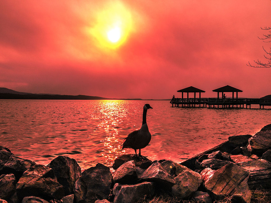 A Lone Goose by the Lake Taken with my iphone 4 S in Arkansas. Branta canadensis,Canada Goose