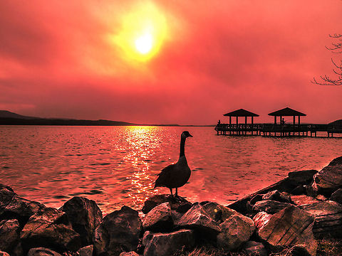 A Lone Goose by the Lake Taken with my iphone 4 S in Arkansas. Branta canadensis,Canada Goose