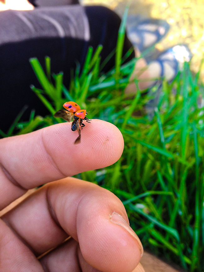 Ladybug taking flight off of my finger taken with my iPhone 4 S in Arkansas Harlequin ladybird,Harmonia axyridis