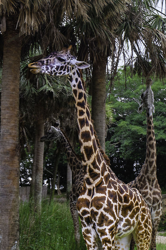 Giraffe basking in the day Animal kingdom Giraffa camelopardalis tippelskirchi,Maasai Giraffe