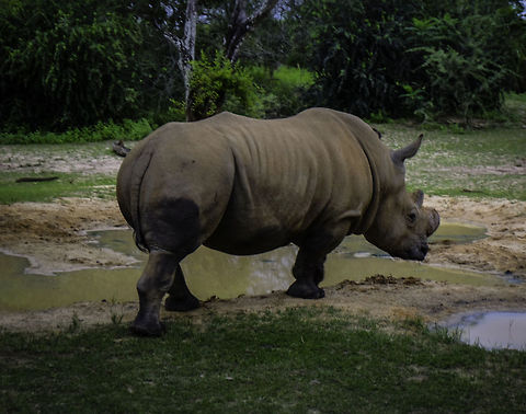 Black Rhino about to drink Black Rhino Black rhinoceros,Diceros bicornis