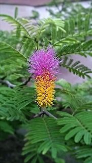 Natural Beauty People in India believe that this is a flower for "Good Luck". Name of this plant is "SHAMI"  and it is a flower of Shami. Prosopis cineraria,Dichrostachys cinerea,Sicklebush
