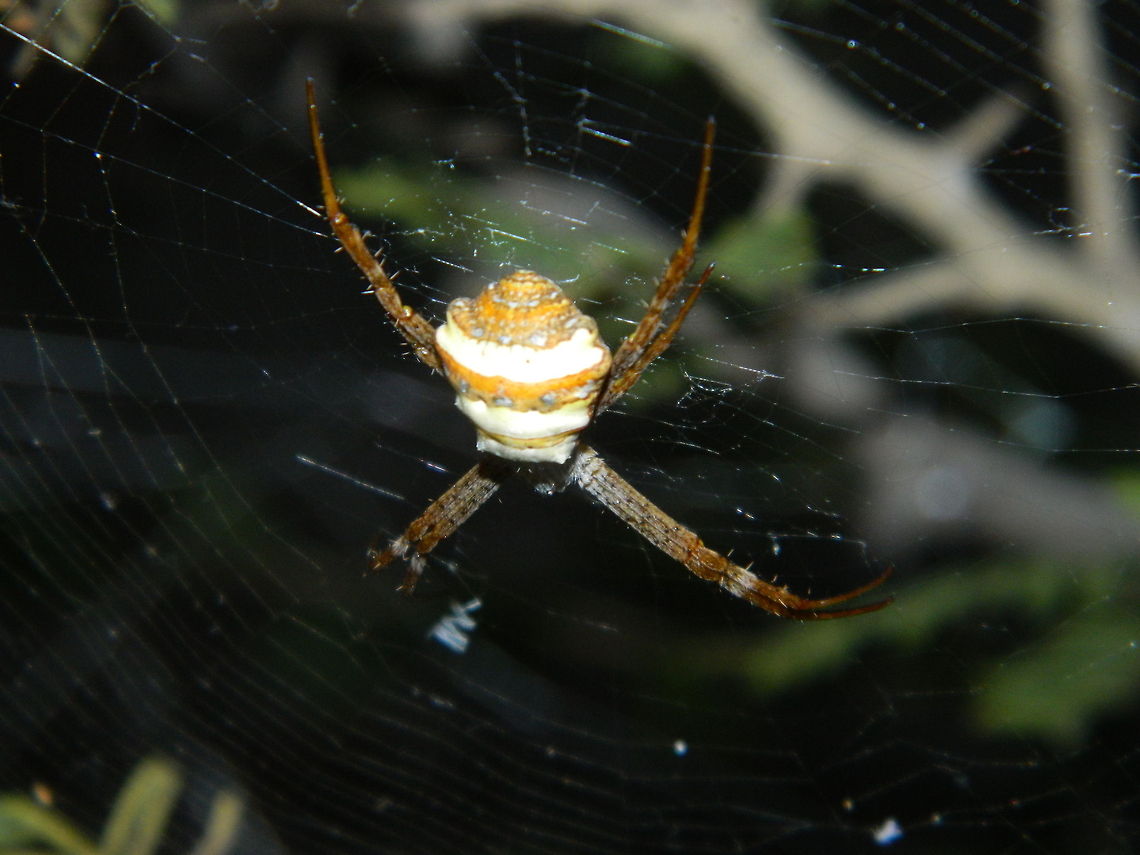 Golden Spider  Argiope anasuja,Signature Spider
