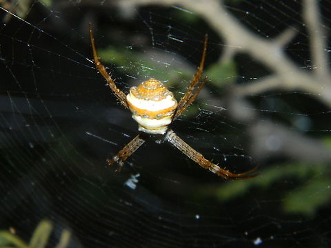 Golden Spider  Argiope anasuja,Signature Spider