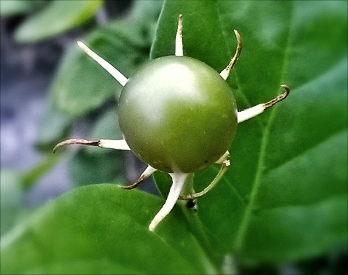 Fruit of Arabian Jasmine 'Belle of India' Botanical name: Jasminum sambac var. &#039;Belle of India&#039;    Family: Oleaceae (Jasmine family)<br />
-------------------------------------------------------------------------------------------<br />
Madan Mogra Another beautiful and unusual specie in the J. Sambac family. With it&#039;s long slender oval shape buds one cannot but admire the flowers when open. Flowers are double and very fragrant without any doubt that of Jasmine. Unless give warmth, full sun, and well drained soil, you may not be successful in growing this variety. Never the less it does belong with all other Jasmines one grows on a window sill. Arabian jasmine,Jasminum sambac