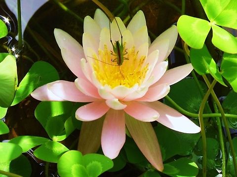 Water Lily Grasshopper exploring inside a pink water lily blossom surrounded by water clover - Marsilea mutica Geotagged,United States
