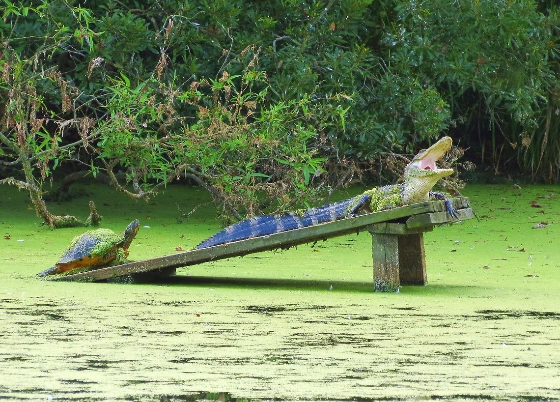 Sharing Alligator and turtle sunning together Alligator mississippiensis,American Alligator,Geotagged,United States