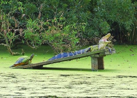 Sharing Alligator and turtle sunning together Alligator mississippiensis,American Alligator,Geotagged,United States