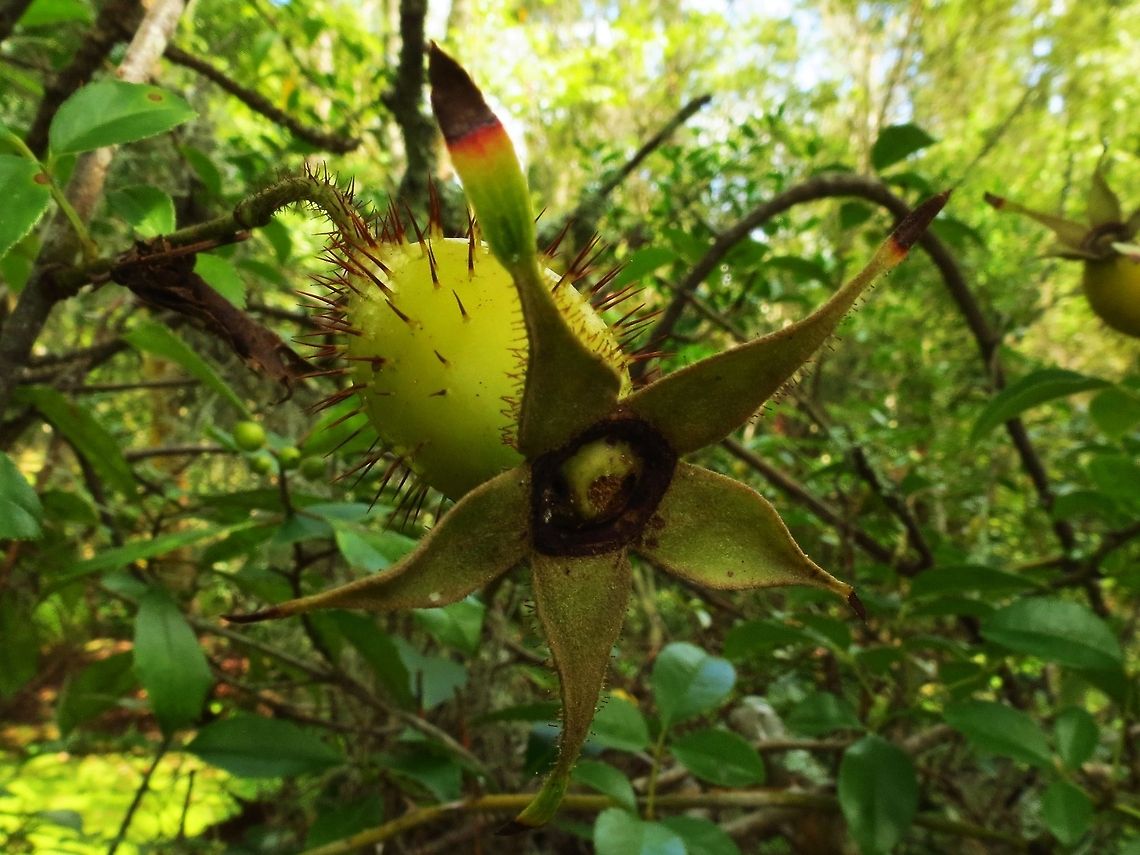 Swamp Rose Rosa palustris (swamp rose) - is a shrub in the rose family native to much of eastern North America. It can be found from Nova Scotia and New Brunswick in the north, south to Florida and west to Arkansas and Ontario.<br />
<br />
Found this near a swamp in coastal South Carolina Rosa palustris,rose,swamp,swamp rose