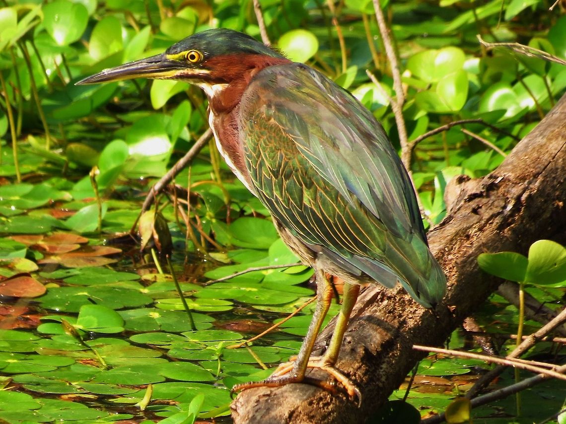 Green Heron Green heron in north Georgia Butorides virescens,Geotagged,Green Heron,United States