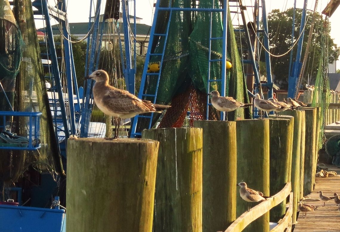 Need ID This bird was seen in coastal South Carolina. Not a real great photo but wanted to see if i could get an ID on it. Not sure if it is a type of gull or what. Could not find a match on it doing a search. Thanks. American Herring Gull,Larus smithsonianus