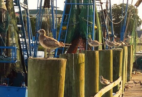 Need ID This bird was seen in coastal South Carolina. Not a real great photo but wanted to see if i could get an ID on it. Not sure if it is a type of gull or what. Could not find a match on it doing a search. Thanks. American Herring Gull,Larus smithsonianus