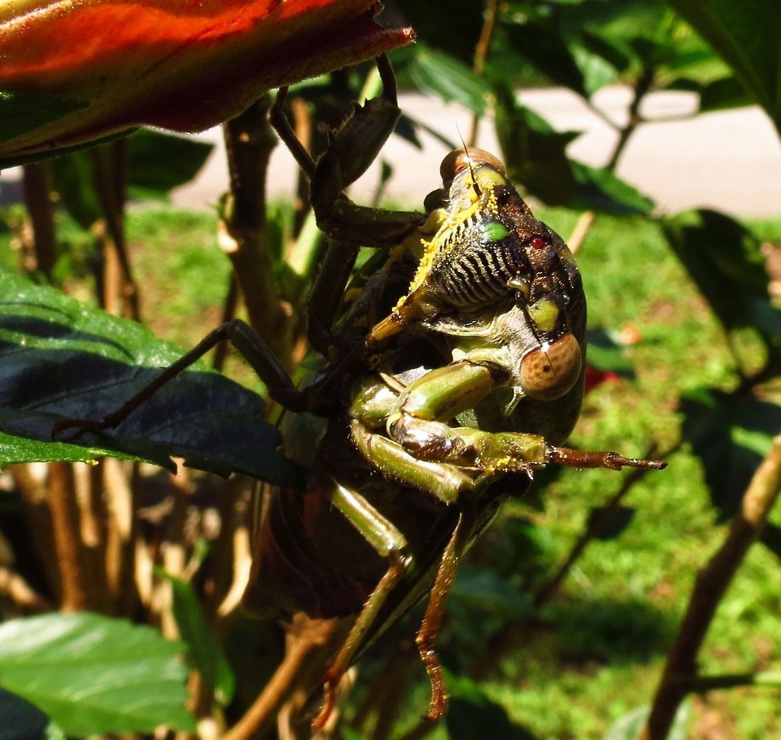 Cicada Dog day cicada on a plant in north Georgia. Dogday harvestfly,Tibicen canicularis