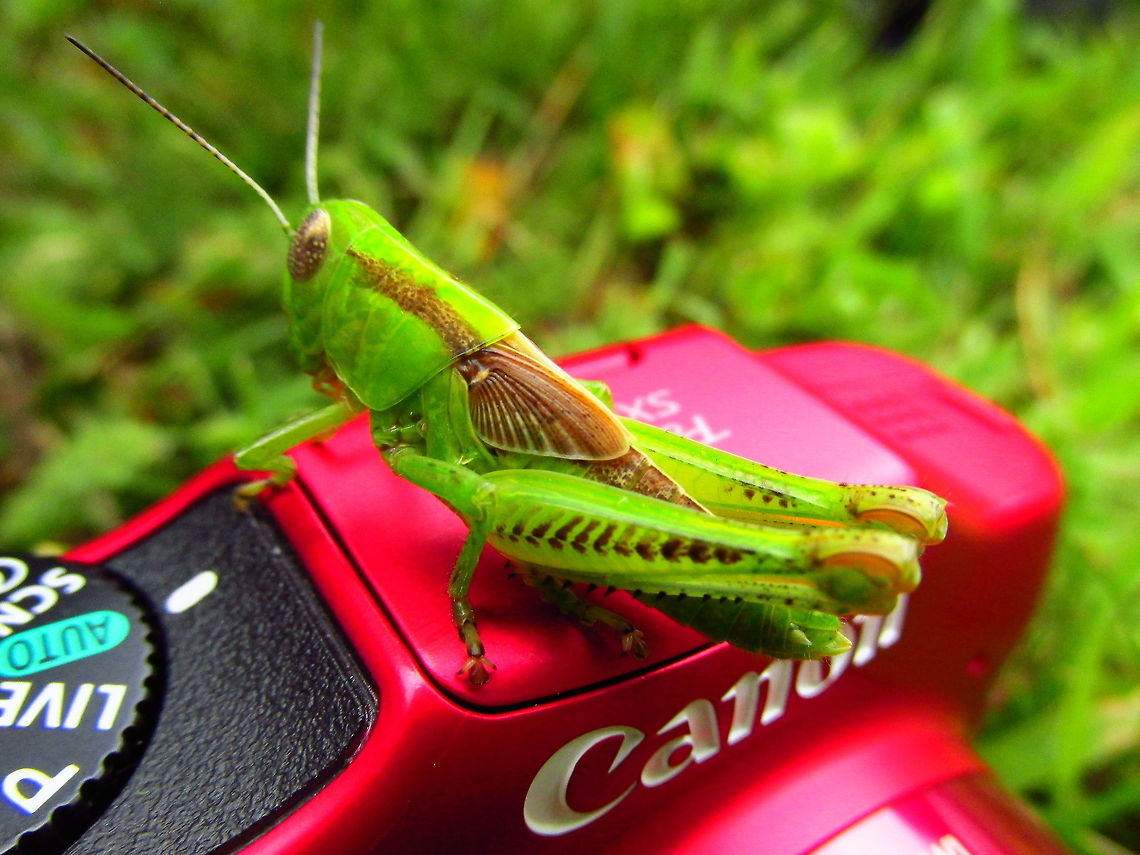 Grasshopper  Differential grasshopper,Melanoplus bivittatus,Melanoplus differentialis,Two-striped Grasshopper
