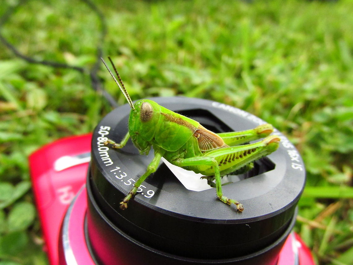 Grasshopper  Differential grasshopper,Melanoplus bivittatus,Melanoplus differentialis,Two-striped Grasshopper