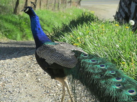 Peacock  Indian peafowl,Pavo cristatus