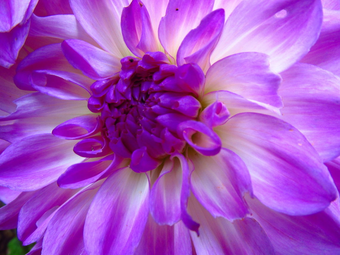 Beautiful Dalhia  Dahlia x hortensis Guillaumin