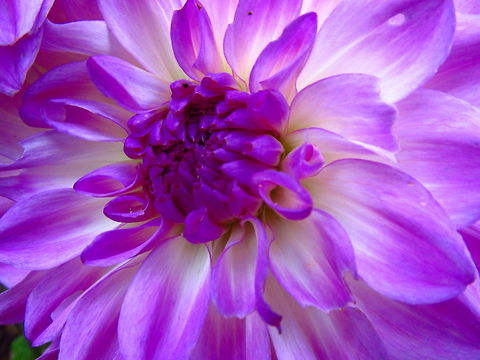 Beautiful Dalhia  Dahlia x hortensis Guillaumin