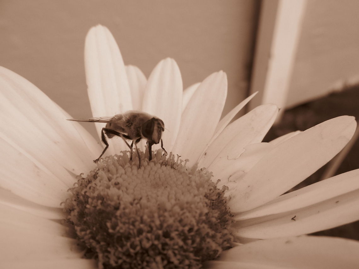 Bee on a Daisy