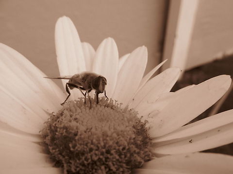 Bee on a Daisy