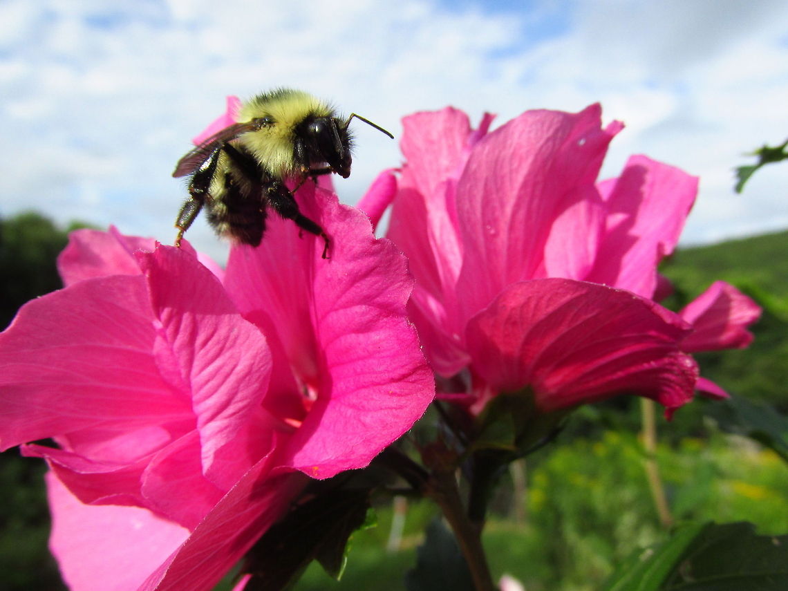 Bumble Bee on Flower