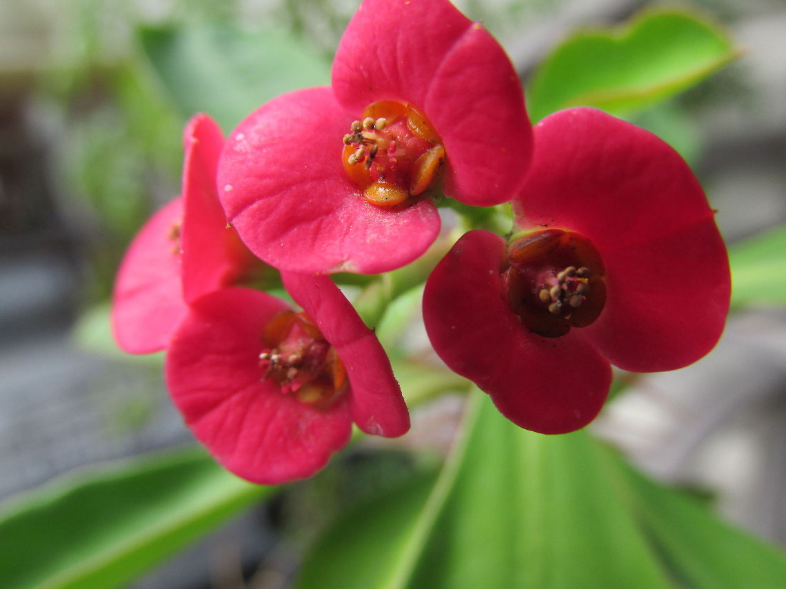 A Cactus Flower  Crown of thorns,Euphorbia milii