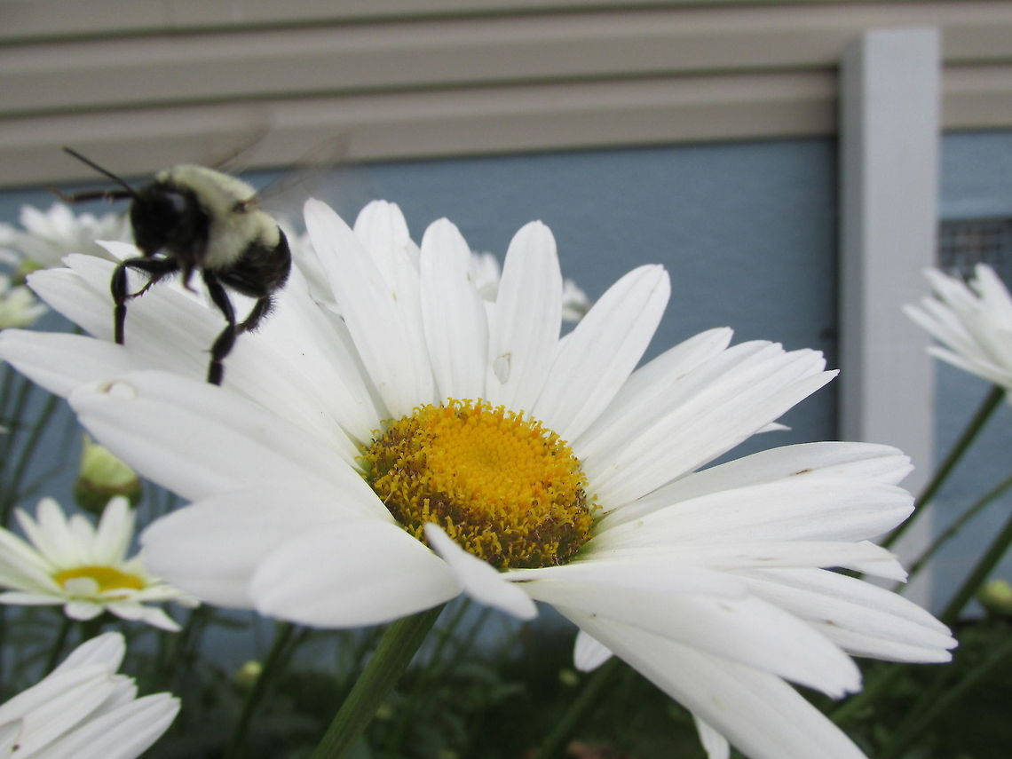 Bee flying away from a daisy