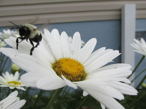 Bee flying away from a daisy